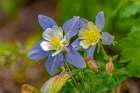 USA, Wyoming, Snowy Range. Blue columbine flower. Art Print